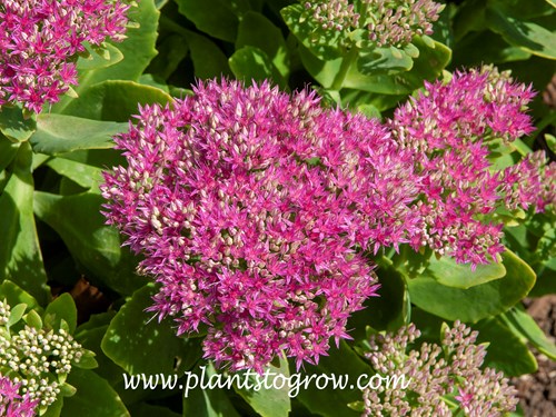 Sedum Neon (Hylotelephium spectabile)